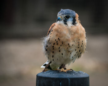 Close-up of owl perching on wooden post