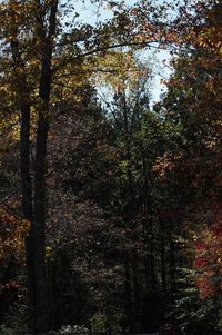 Low angle view of trees against sky