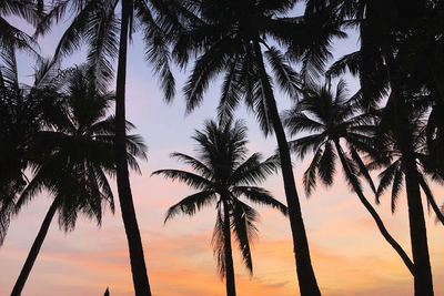 Low angle view of palm trees against sky during sunset