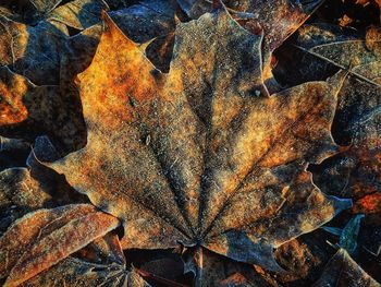 Full frame shot of dry maple leaves