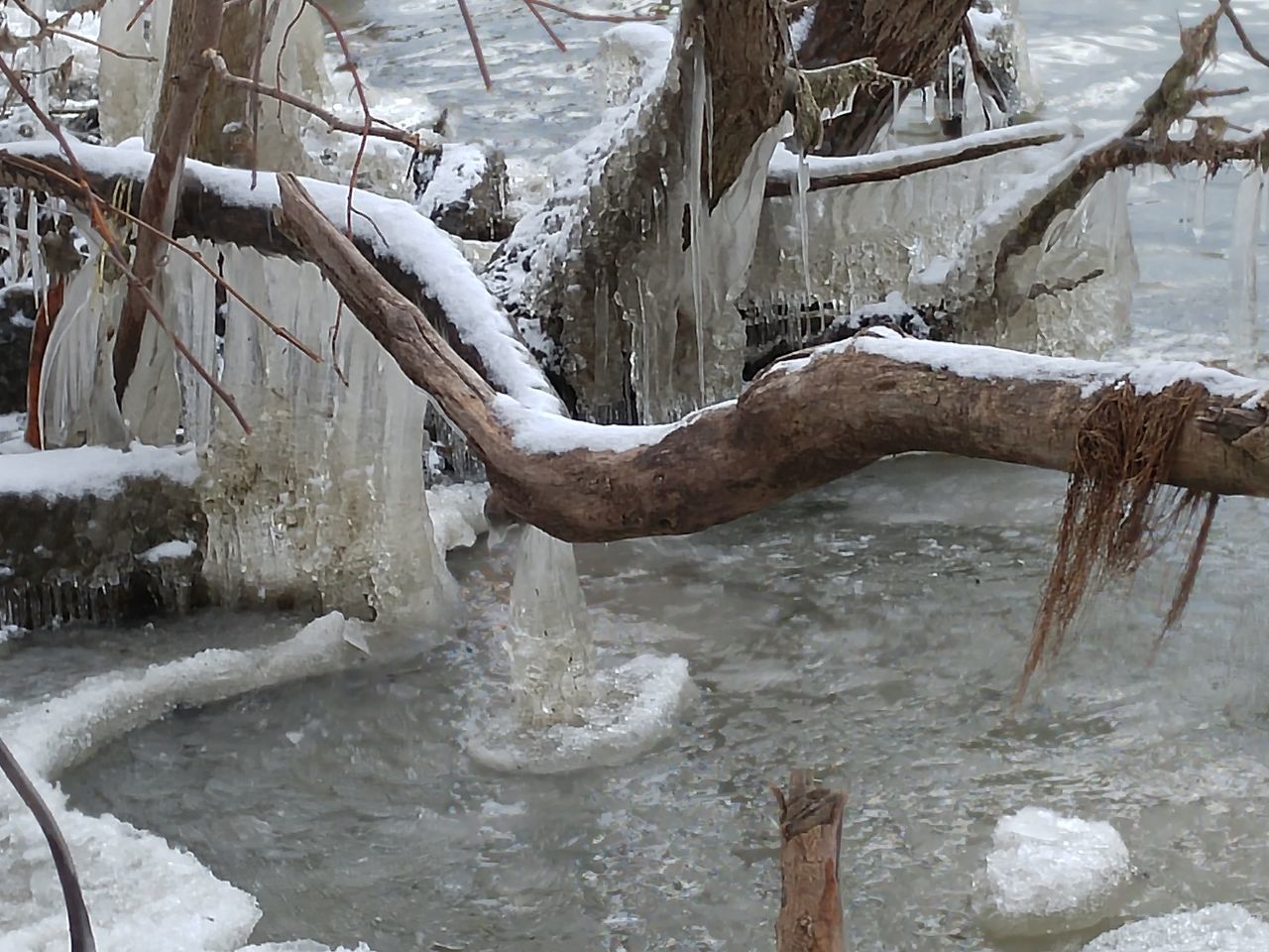 SCENIC VIEW OF WET TREE IN WATER AT PARK