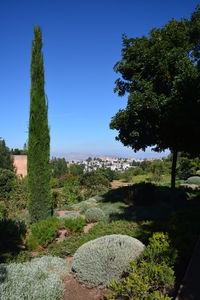 Scenic view of trees against clear blue sky