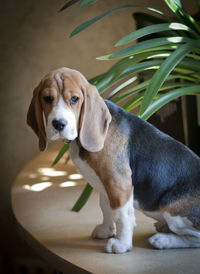 Portrait of dog indoors