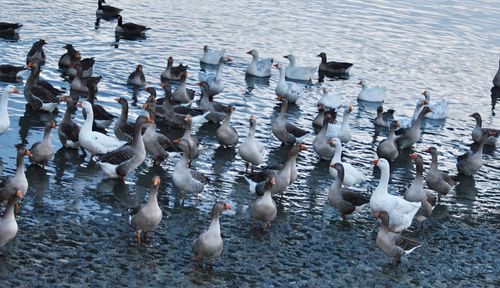 High angle view of seagulls on lake