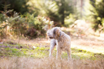 Dog standing in field