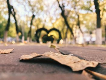 Surface level of dry leaves on footpath in park