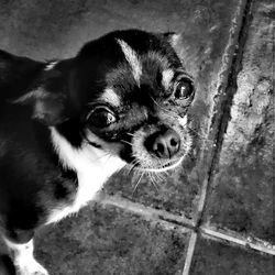 Close-up portrait of dog