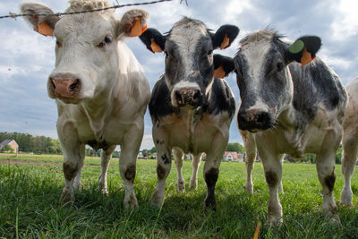 A group of multi-colored black and white cows graze in a corral on green grass