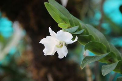 Close-up of white flowering plant