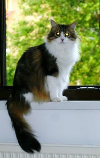 Cat sitting on floor