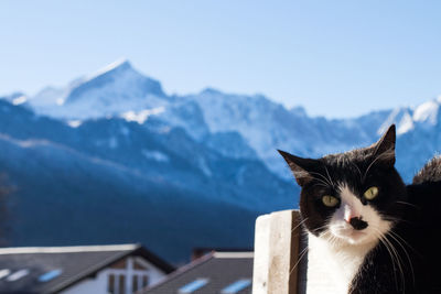 Cat standing on snow covered mountain against sky