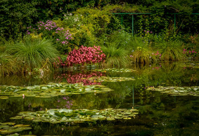 Pink flowers in pond