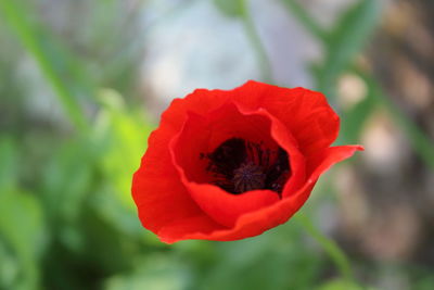 Close-up of red poppy flower