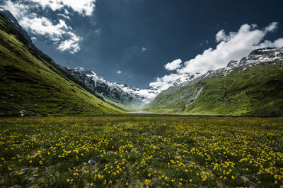 Plants with flowers by mountains against cloudy sky