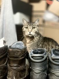 Close-up portrait of cat by shoes