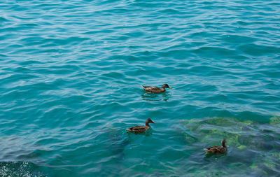 High angle view of ducks swimming in lake