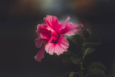 Close-up of pink rose flower