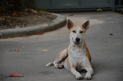 Portrait of dog sitting outdoors