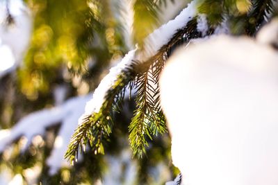 Low angle view of tree branch