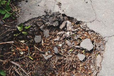 High angle view of dry leaves on ground