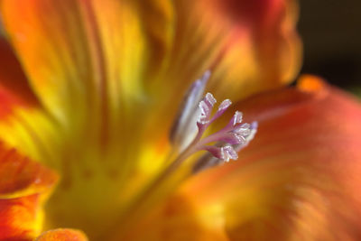 Close-up of stamen on flower