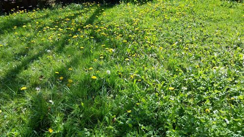 Full frame shot of plants growing on field