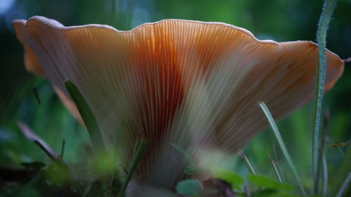 Close-up of mushroom growing outdoors