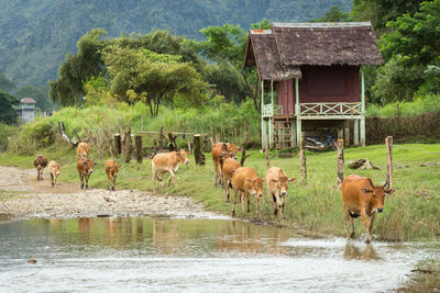 Horses in a lake