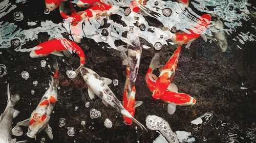 High angle view of koi carps swimming in lake