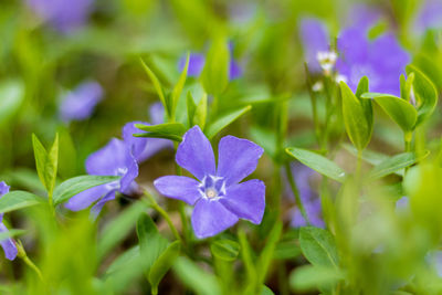 Close-up of purple flowering plants