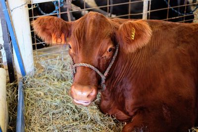 Brown horse in pen