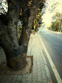 Road amidst trees