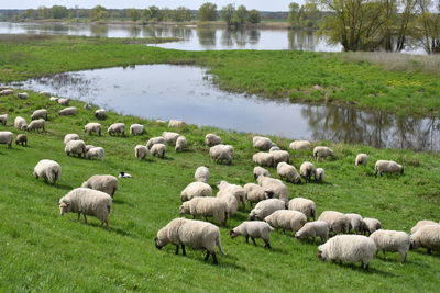 Sheep grazing on field