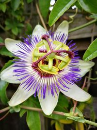 Close-up of purple flower blooming outdoors