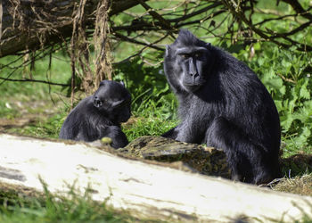 Monkey sitting on stone wall