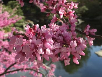 Close-up of pink flowers blooming on tree