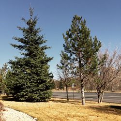 Trees against clear blue sky