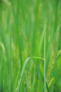 Close-up of crops growing on field