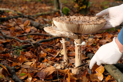 Person holding mushroom growing on field