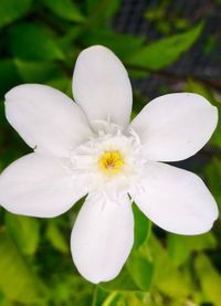 Close-up of white frangipani flower