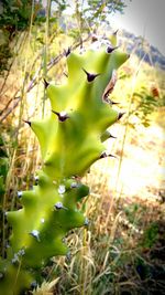 Close-up of green tree