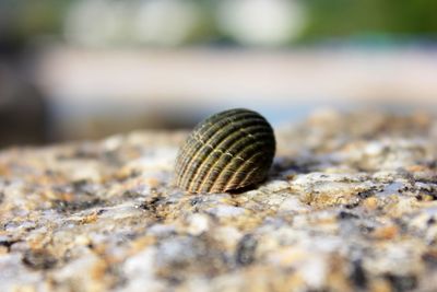 Close-up of snail on beach