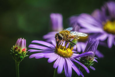 Close-up of honey bee on purple flower