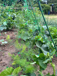plant