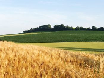 Scenic view of agricultural field below sky