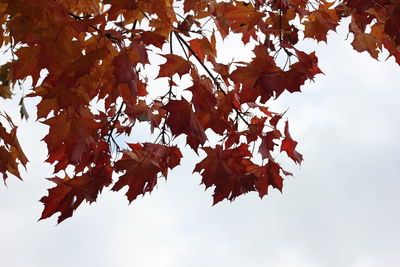 Low angle view of tree against sky