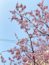 Low angle view of cherry blossoms against sky