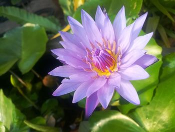 Close-up of purple flowering plant