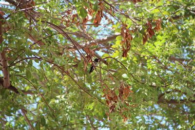 Low angle view of tree