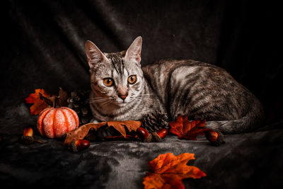 Close-up portrait of a cat